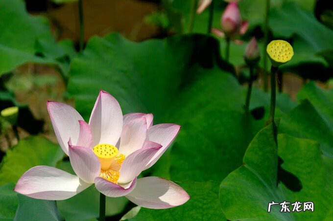 广西风水宝地大全 广西百色靖西风水宝地