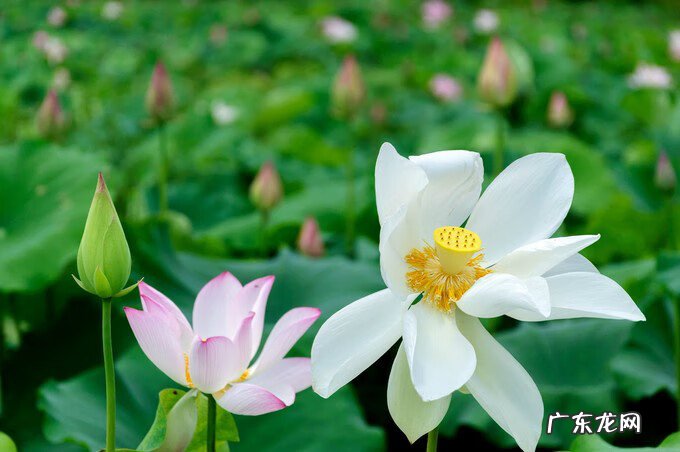 广西风水宝地大全 广西百色靖西风水宝地