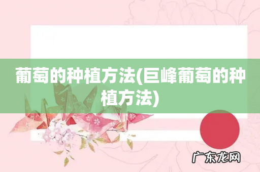 巨峰葡萄的种植方法 葡萄的种植方法