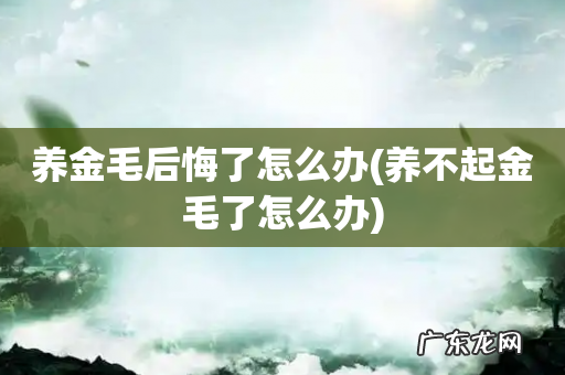 养不起金毛了怎么办 养金毛后悔了怎么办