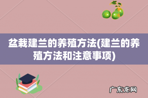 建兰的养殖方法和注意事项 盆栽建兰的养殖方法