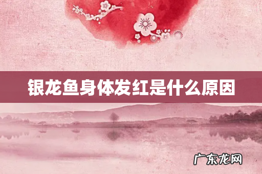 银龙鱼身体发红是什么原因