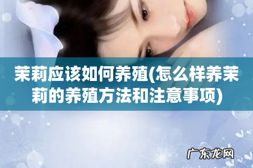 怎么样养茉莉的养殖方法和注意事项 茉莉应该如何养殖