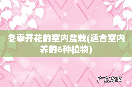 适合室内养的6种植物 冬季开花的室内盆栽
