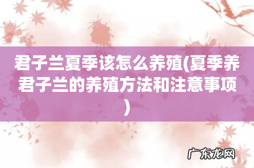 夏季养君子兰的养殖方法和注意事项 君子兰夏季该怎么养殖