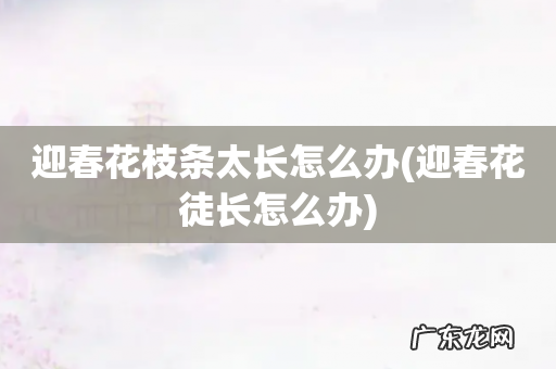 迎春花徒长怎么办 迎春花枝条太长怎么办