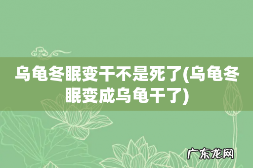 乌龟冬眠变成乌龟干了 乌龟冬眠变干不是死了