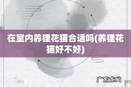 养狸花猫好不好 在室内养狸花猫合适吗