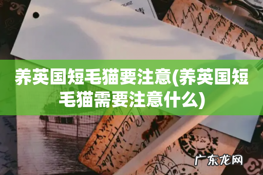 养英国短毛猫需要注意什么 养英国短毛猫要注意