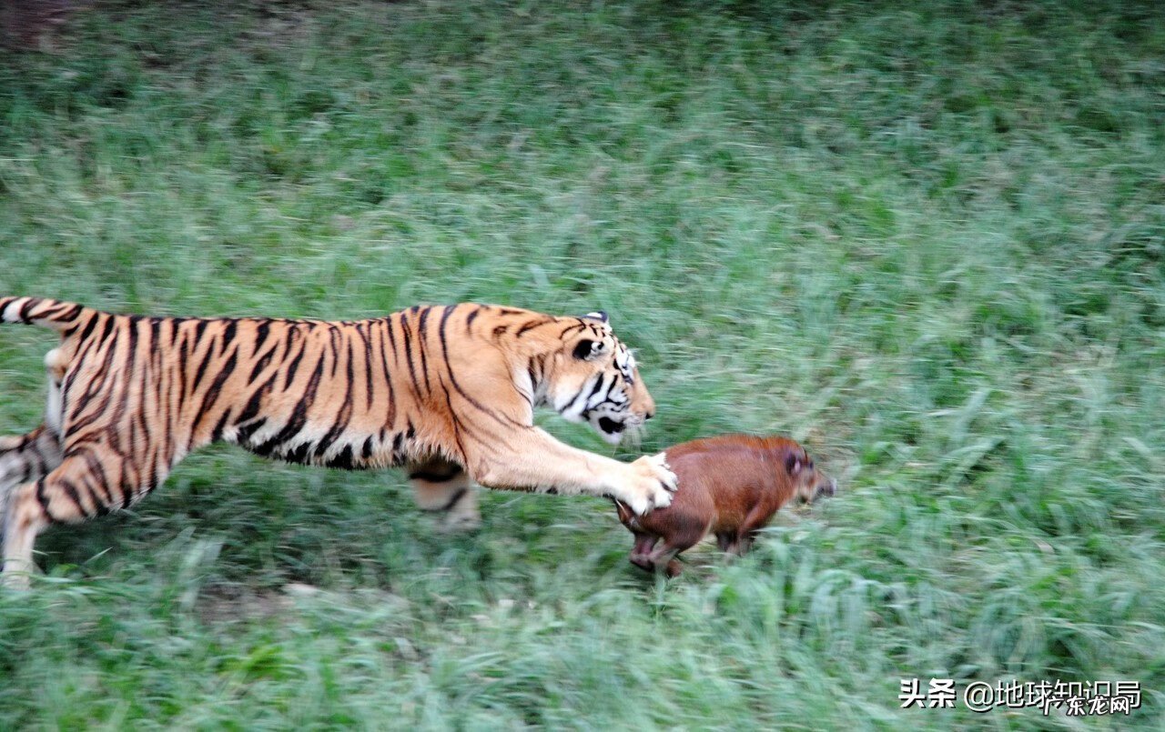 意虎之食人的意思 风水中虎地食人