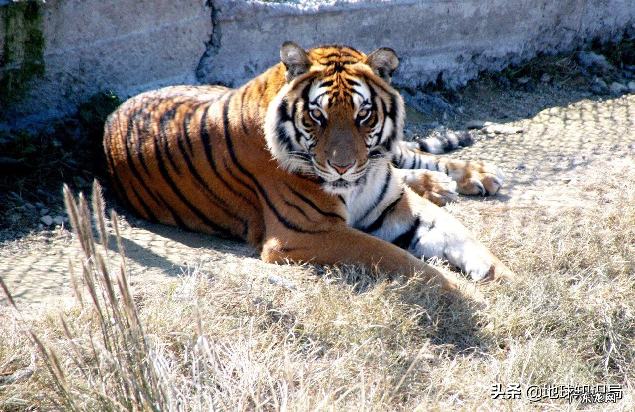 意虎之食人的意思 风水中虎地食人