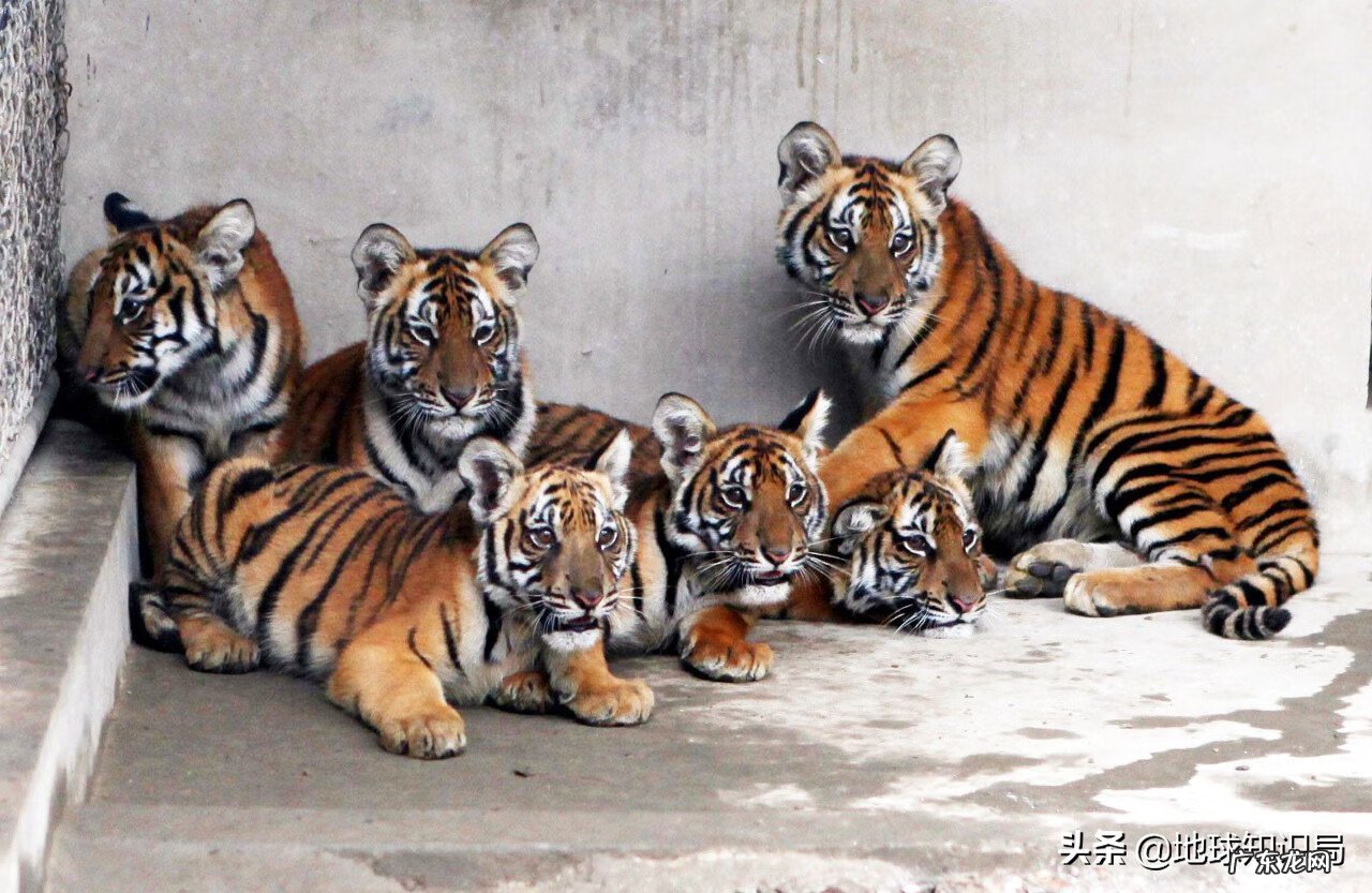 意虎之食人的意思 风水中虎地食人