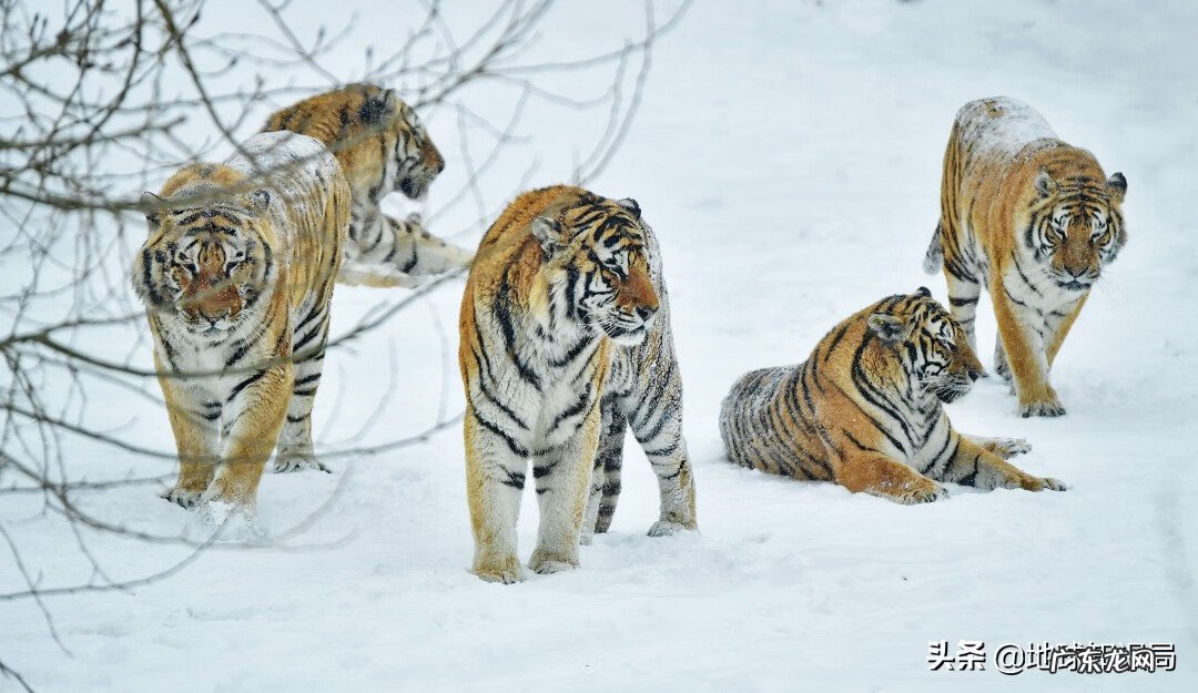 意虎之食人的意思 风水中虎地食人