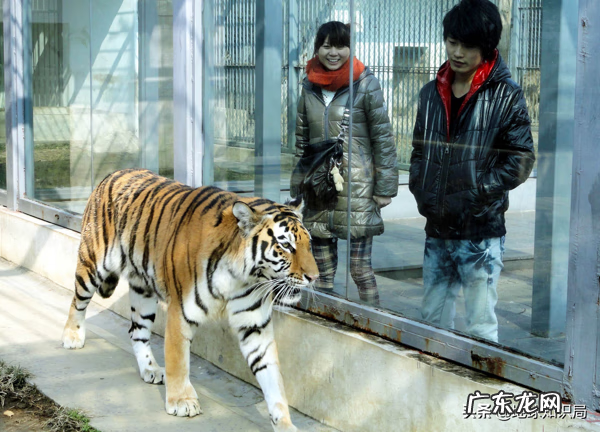 意虎之食人的意思 风水中虎地食人