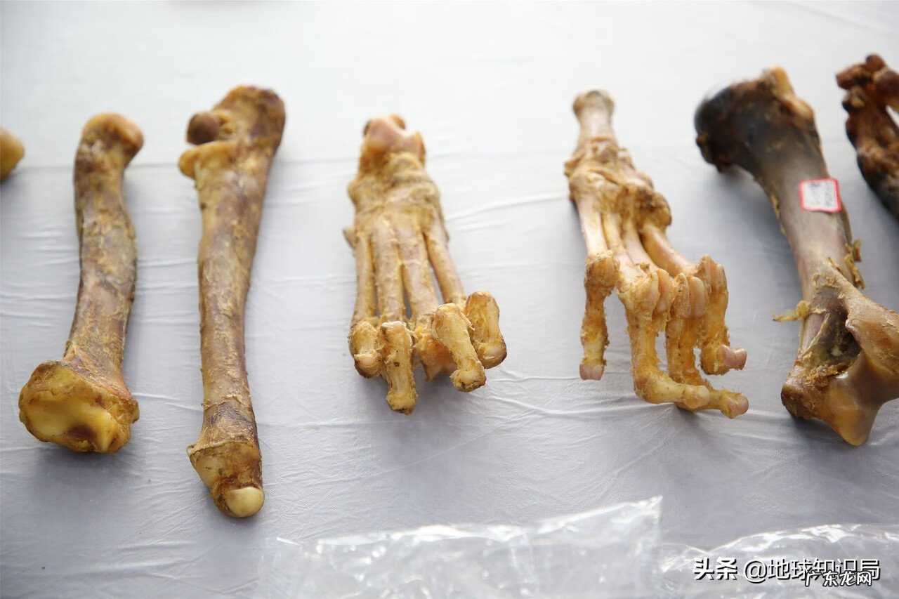 意虎之食人的意思 风水中虎地食人