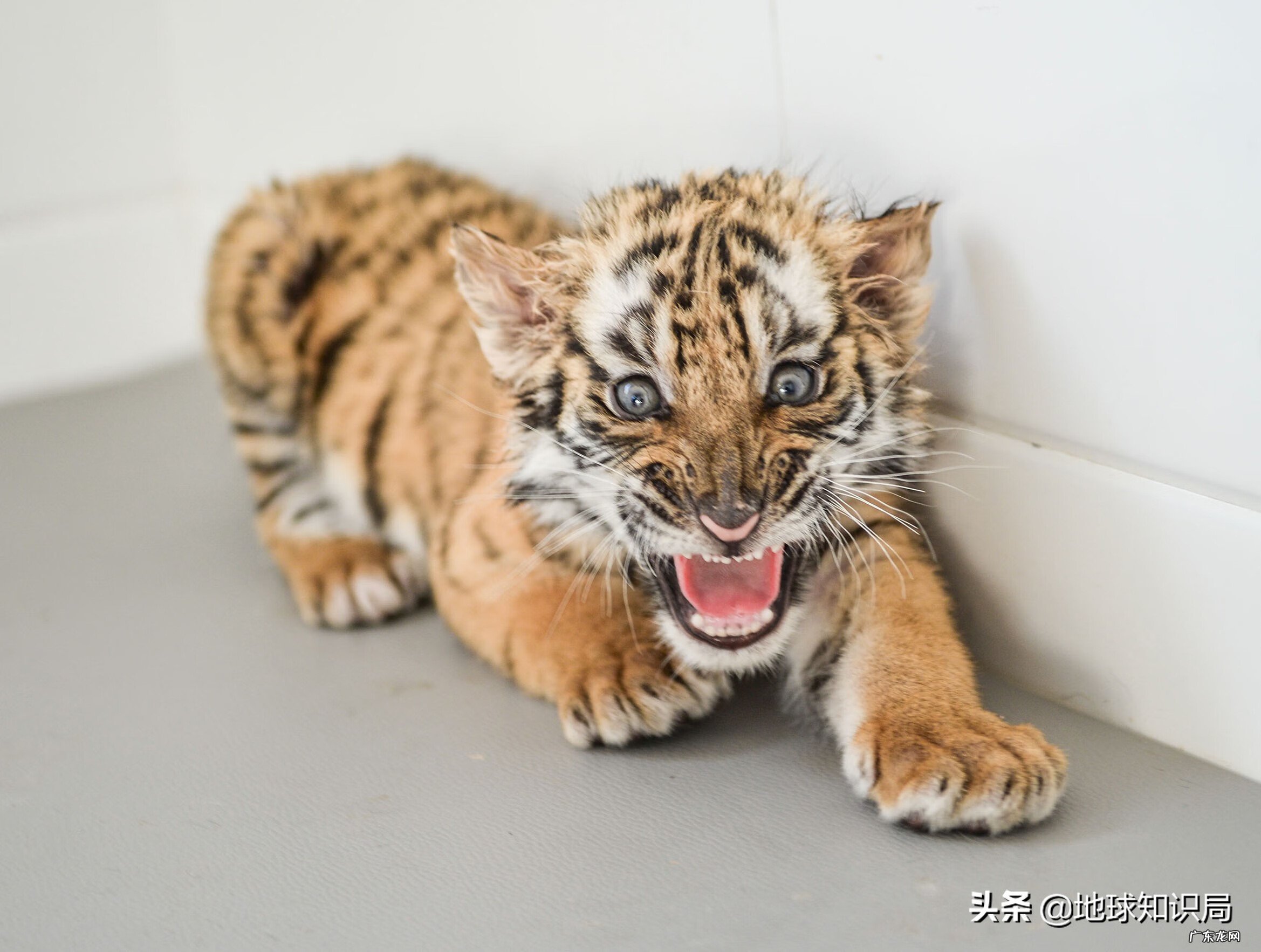 意虎之食人的意思 风水中虎地食人