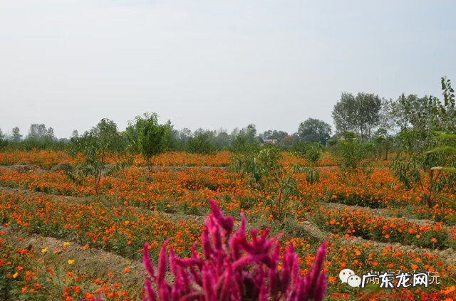 风水朱雀玄武指的是什么 玄武朱雀青龙方位风水