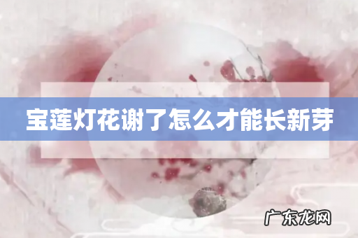 宝莲灯花谢了怎么才能长新芽
