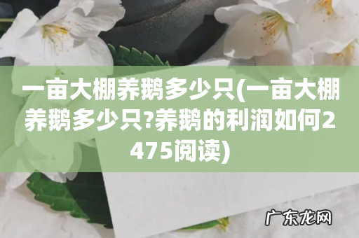 一亩大棚养鹅多少只?养鹅的利润如何2475阅读 一亩大棚养鹅多少只