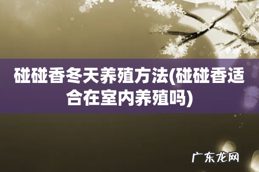 碰碰香适合在室内养殖吗 碰碰香冬天养殖方法