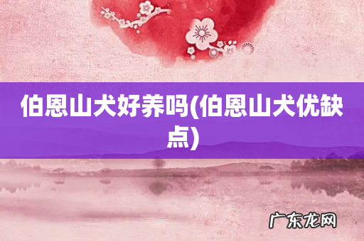 伯恩山犬优缺点 伯恩山犬好养吗