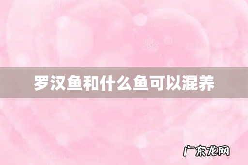 罗汉鱼和什么鱼可以混养