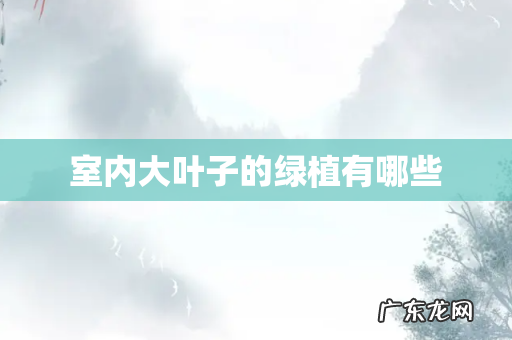 室内大叶子的绿植有哪些