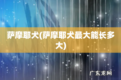 萨摩耶犬最大能长多大 萨摩耶犬