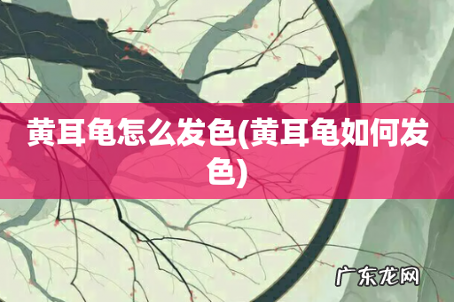 黄耳龟如何发色 黄耳龟怎么发色