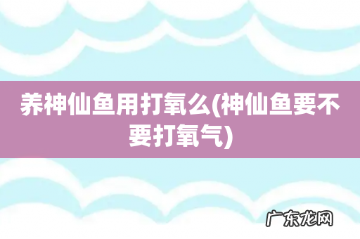 神仙鱼要不要打氧气 养神仙鱼用打氧么
