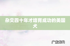 杂交四十年才培育成功的美国犬