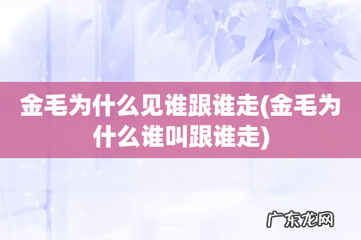 金毛为什么谁叫跟谁走 金毛为什么见谁跟谁走