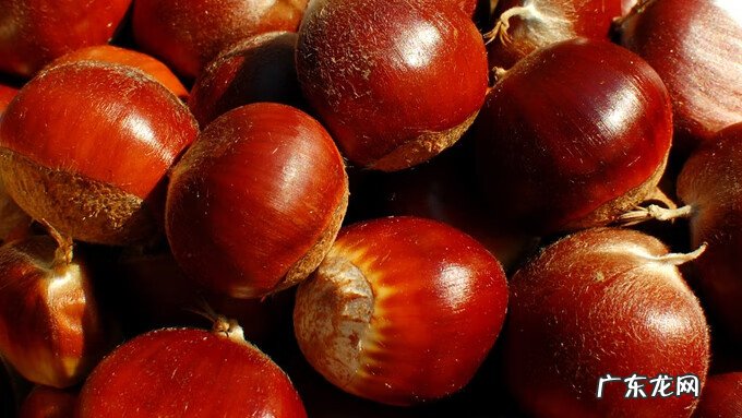 栗子的营养成分和功效 栗子的营养成分