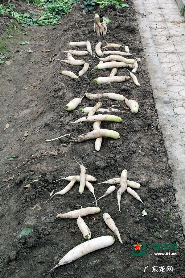 形容乱石岗 什么是乱石岗