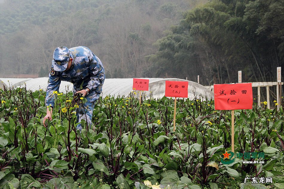 形容乱石岗 什么是乱石岗