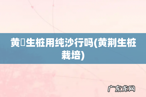 黄荆生桩栽培 黄荊生桩用纯沙行吗