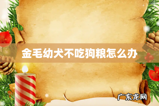 金毛幼犬不吃狗粮怎么办