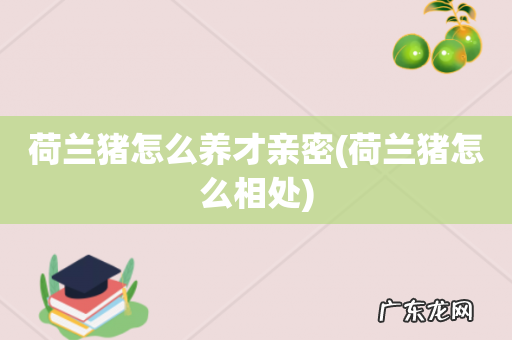 荷兰猪怎么相处 荷兰猪怎么养才亲密