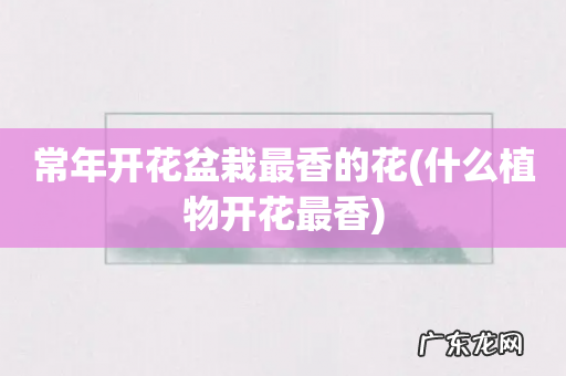 什么植物开花最香 常年开花盆栽最香的花