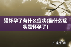 猫什么症状是怀孕了 猫怀孕了有什么症状