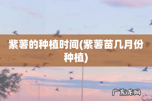 紫薯苗几月份种植 紫薯的种植时间