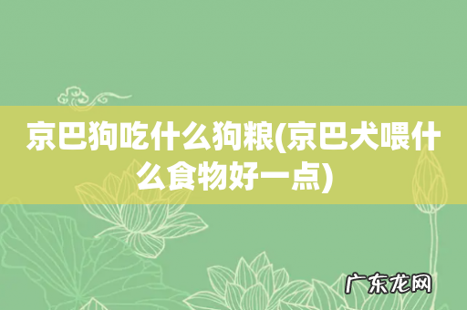 京巴犬喂什么食物好一点 京巴狗吃什么狗粮