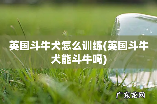 英国斗牛犬能斗牛吗 英国斗牛犬怎么训练