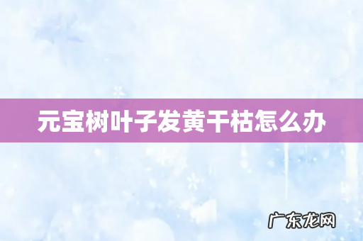 元宝树叶子发黄干枯怎么办