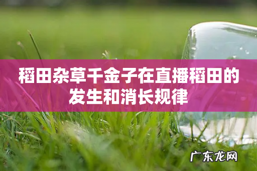稻田杂草千金子在直播稻田的发生和消长规律
