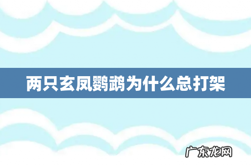 两只玄凤鹦鹉为什么总打架