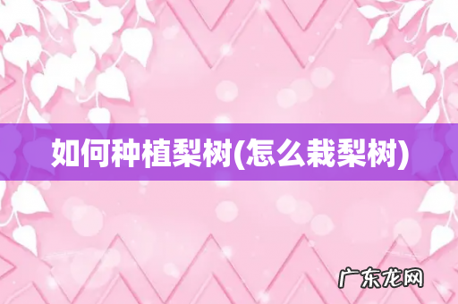 怎么栽梨树 如何种植梨树