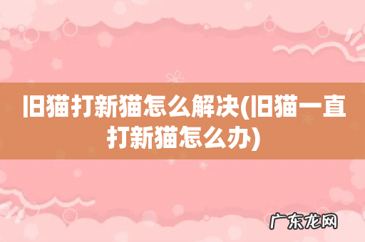 旧猫一直打新猫怎么办 旧猫打新猫怎么解决