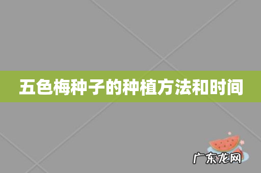 五色梅种子的种植方法和时间