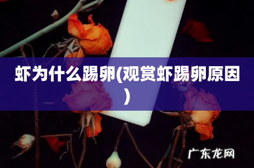 观赏虾踢卵原因 虾为什么踢卵